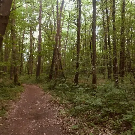 Joli Plein Centre De La Foret *