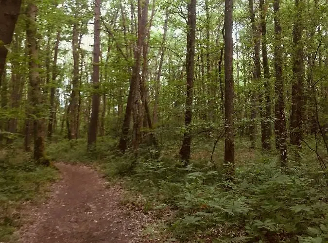 Joli Plein Centre De La Forêt *